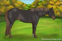Horse Color:Liver Chestnut Rabicano 