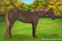 Horse Color:Liver Chestnut Rabicano 
