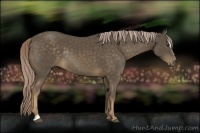 Horse Color:Chocolate Palomino Sabino Rabicano 