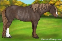 Horse Color:Liver Chestnut Rabicano 