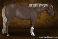 Horse Color:Liver Chestnut Rabicano 