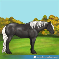 Horse Color:Liver Chestnut Mushroom Rabicano