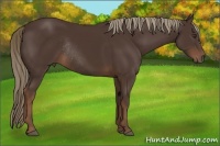 Horse Color:Liver Chestnut Rabicano 