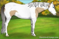 Horse Color:Amber Cream Champagne Splash Tobiano 