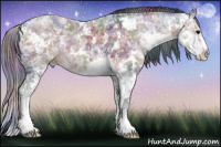 Horse Color:Nacre Bay Ice Sabino Rabicano 