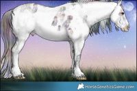 Horse Color:Nacre Bay Ice Sabino Rabicano 