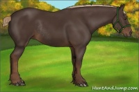 Horse Color:Liver Chestnut Rabicano