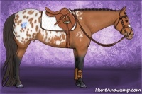 Horse Color:Bay Appaloosa