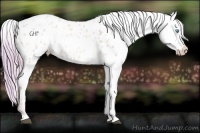 Horse Color:Watercolor Chocolate Palomino Pearl Dun Appaloosa Rabicano 