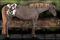 Horse Color:Liver Chestnut Appaloosa Rabicano 