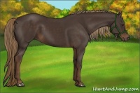Horse Color:Liver Chestnut Rabicano 