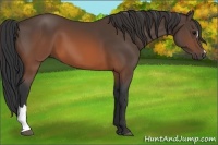 Horse Color:Brown 