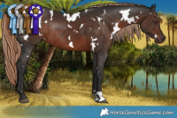 Horse Color:White Spotted Liver Chestnut Rabicano 