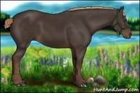 Horse Color:Liver Chestnut Rabicano