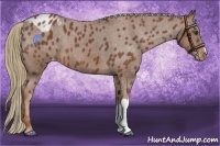 Horse Color:Chestnut Appaloosa 