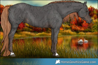 Horse Color:Liver Chestnut Ice Rabicano 