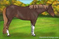Horse Color:Liver Chestnut Tobiano