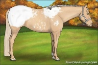 Horse Color:Gold Champagne Near Fewspot 