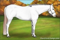 Horse Color:Black Near Leopard 