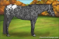 Horse Color:Black Appaloosa 