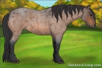 Horse Color:Buckskin Roan 