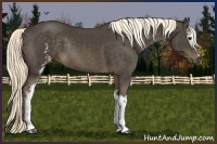 Horse Color:White Spotted Liver Chestnut Rabicano