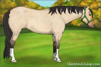 Horse Color:Bay Roan Dun 