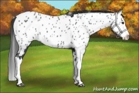 Horse Color:Black Splash Near Leopard 
