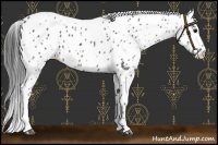 Horse Color:Black Leopard 