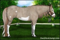 Horse Color:Liver Red Dun Roan Splash Frame