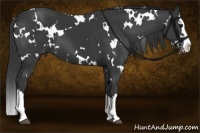 Horse Color:White Spotted Black Splash 