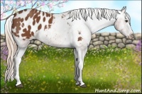 Horse Color:White Spotted Chestnut Appaloosa 