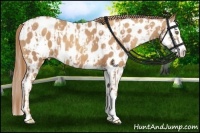 Horse Color:Gold Champagne Appaloosa  and Gold Champagne Splash Appaloosa 