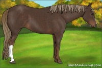 Horse Color:Liver Chestnut 