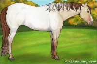 Horse Color:Red Dun Roan 