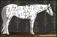 Horse Color:Black Splash Near Leopard 
