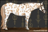 Horse Color:Gold Champagne Leopard 