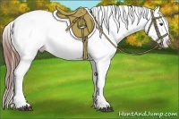 Horse Color:Chestnut Appaloosa 