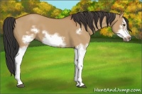 Horse Color:Bay Dun Splash Frame