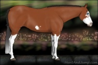 Horse Color:Bay Splash Frame 