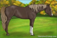 Horse Color:Liver Chestnut 