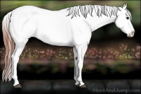 Horse Color:Bay Onyx Blanket Rabicano 