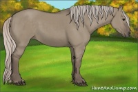 Horse Color:Silver Grullo 