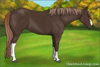 Horse Color:Liver Chestnut 