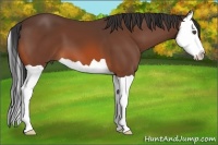 Horse Color:Bay Splash 