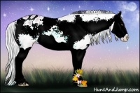 Horse Color:Watercolor Silver Buckskin Ice Dun Splash Appaloosa Rabicano