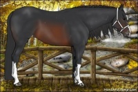 Horse Color:Brown Appaloosa 