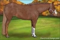 Horse Color:Chestnut Appaloosa 