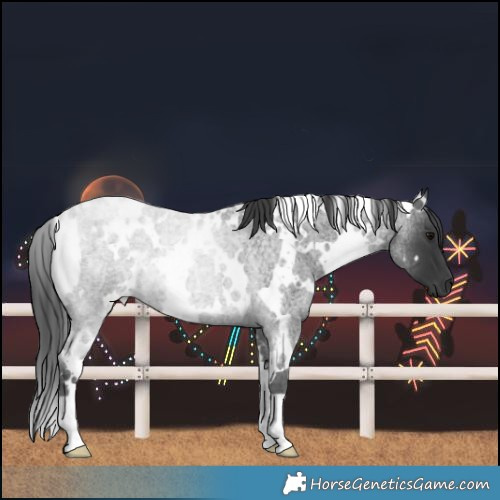 Horse Color:White Spotted Blue Roan
