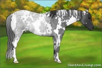 Horse Color:White Spotted Blue Roan 